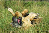 Deutsche Dogge Foto: Deutsche Dogge (ID 34659) Deutsche Dogge Hund