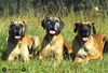 Deutsche Dogge Foto: Deutsche Doggen (ID 34660) Deutsche Dogge Hund
