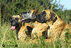 Deutsche Dogge Foto: Deutsche Doggen (ID 34661) Deutsche Dogge Hund