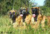 Deutsche Dogge Foto: Deutsche Doggen (ID 34662) Deutsche Dogge Hund