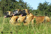 Deutsche Dogge Foto: Deutsche Doggen (ID 34663) Deutsche Dogge Hund