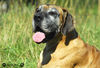 Deutsche Dogge Foto: Isis (ID 34664) Deutsche Dogge Hund