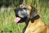 Deutsche Dogge Foto: Isis (ID 34665) Deutsche Dogge Hund