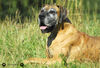 Deutsche Dogge Foto: Isis (ID 34666) Deutsche Dogge Hund
