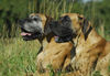 Deutsche Dogge Foto: Mutter und Tochter (ID 34169) Deutsche Dogge Hund