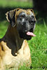 Deutsche Dogge Foto: Isis (ID 34667) Deutsche Dogge Hund