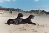 Deutsche Dogge Foto: Lava und Quattro am Golf von Taranto (ID 12866) Deutsche Dogge Hund