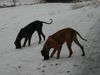 Deutsche Dogge Foto: Merlin + Luna (ID 8628) Deutsche Dogge Hund