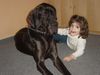 Deutsche Dogge Foto: unsere Juno (ID 24894) Deutsche Dogge Hund