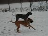 Deutsche Dogge Foto: Aristo + Luna (ID 8595) Deutsche Dogge Hund