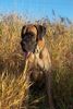 Deutsche Dogge Foto: Unser Freund Bruno (ID 7246) Deutsche Dogge Hund