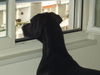 Deutsche Dogge Foto: Beobachtungsposten (ID 27184) Deutsche Dogge Hund