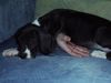 Deutsche Dogge Foto: KIARA (ID 18523) Deutsche Dogge Hund