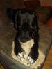 Deutsche Dogge Foto: Lieblingsbeschäftigung (ID 27183) Deutsche Dogge Hund