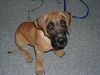 Deutsche Dogge Foto: ...is was????? (ID 5345) Deutsche Dogge Hund