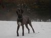 Deutsche Dogge Foto: Merlin (ID 8629) Deutsche Dogge Hund