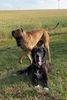 Deutsche Dogge Foto: Lava vom Vogtlandeck mit ihrem Freund Ipswich-Bruno v.d. Bocksleite (ID 7245) Deutsche Dogge Hund