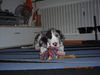 Deutsche Dogge Foto: Rio vom Odenwald (ID 40346) Deutsche Dogge Hund