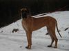Deutsche Dogge Foto: Luna (ID 8630) Deutsche Dogge Hund