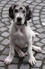 Deutsche Dogge Foto: Baghira - 12 Wochen (ID 23327) Deutsche Dogge Hund