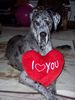 Deutsche Dogge Foto: Alles Liebe zum Valentinstag ! (ID 29166) Deutsche Dogge Hund