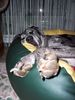 Deutsche Dogge Foto: Total entspannt !! (ID 35219) Deutsche Dogge Hund