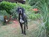 Deutsche Dogge Foto: AMOR (ID 12331) Deutsche Dogge Hund