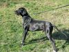 Deutsche Dogge Foto: 20 Monate,Amor (ID 3190) Deutsche Dogge Hund