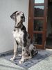 Deutsche Dogge Foto: Sir Cedric vom Hegewinkel (ID 3976) Deutsche Dogge Hund