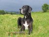 Deutsche Dogge Foto: Lava - unsere treueste Gefährtin (ID 12865) Deutsche Dogge Hund