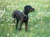 Deutsche Dogge Foto: Rocky mit 8 monaten (ID 42537) Deutsche Dogge Hund
