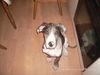 Deutsche Dogge Foto: Unser Fridchen mit 2 Monate (ID 44197) Deutsche Dogge Hund