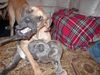 Deutsche Dogge Foto: Aristo + Luna (ID 8596) Deutsche Dogge Hund