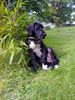 Deutsche Dogge Foto: Deutsche Dogge Bond (ID 42753) Deutsche Dogge Hund