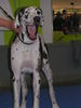 Deutsche Dogge Foto: Dieses stramm stehen auf den Ausstellungen macht immer soooooooooooooo müde (ID 31881) Deutsche Dogge Hund