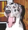 Deutsche Dogge Foto: Bin ich müde ! (ID 30577) Deutsche Dogge Hund
