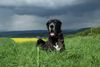 Deutsche Dogge Foto: Unsere treueste Gefährtin - Lava vom Vogtlandeck (ID 7244) Deutsche Dogge Hund