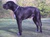 Deutsche Dogge Foto: Unser großer Junge Carlo (ID 43673) Deutsche Dogge Hund