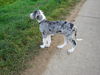 Deutsche Dogge Foto: Rio vom Odenwald (ID 40347) Deutsche Dogge Hund