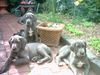 Deutsche Dogge Foto (ID 13752) Deutsche Dogge Hund