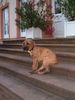 Deutsche Dogge Foto: emma 13 wochen alt (ID 13370) Deutsche Dogge Hund