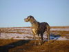 Deutsche Dogge Foto: Nessie- Alles alles gute zum Geburtstag (ID 28830) Deutsche Dogge Hund