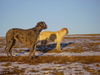 Deutsche Dogge Foto: Nessie (ID 28829) Deutsche Dogge Hund