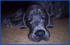 Deutsche Dogge Foto: Schau mir in die Augen Kleines... (ID 9192) Deutsche Dogge Hund
