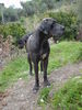 Deutsche Dogge Foto: Hypnose (ID 42272) Deutsche Dogge Hund