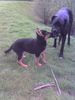 Deutsche Dogge Foto: Ben mein Kumpel (ID 43676) Deutsche Dogge Hund