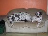Deutsche Dogge Foto: Viona und Wiby vom Kühlen Grunde (ID 36546) Deutsche Dogge Hund