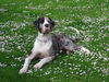 Deutsche Dogge Foto: Rio vom Odenwald 8 monate (ID 42038) Deutsche Dogge Hund