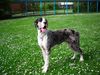 Deutsche Dogge Foto: Rio vom Odenwald 8 monate (ID 42039) Deutsche Dogge Hund