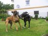 Deutsche Dogge Foto: Männerfreundschaft (ID 12862) Deutsche Dogge Hund